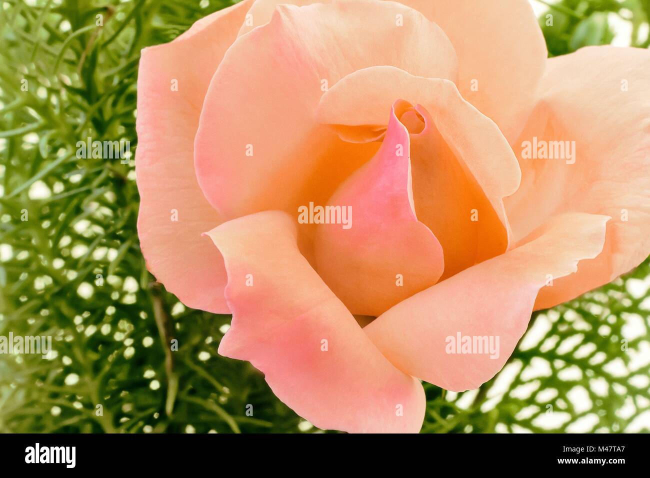 Bella rosa in fiore su uno sfondo di foglie verdi Foto Stock