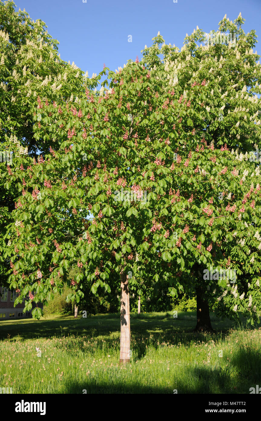 Aesculus x carnea Briotii, Redflowering ippocastano Foto Stock