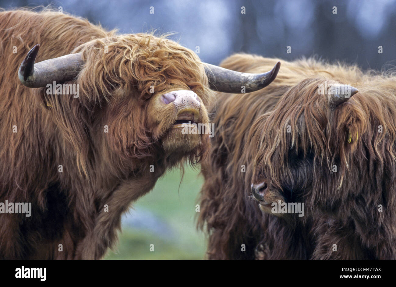 Highland bestiame, la loro carne è a basso contenuto di colesterolo Foto Stock