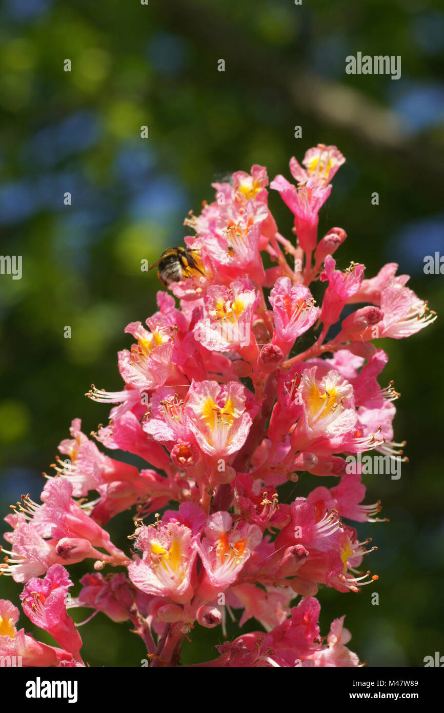 Aesculus x carnea Briotii, rosso-fioritura di ippocastano Foto Stock