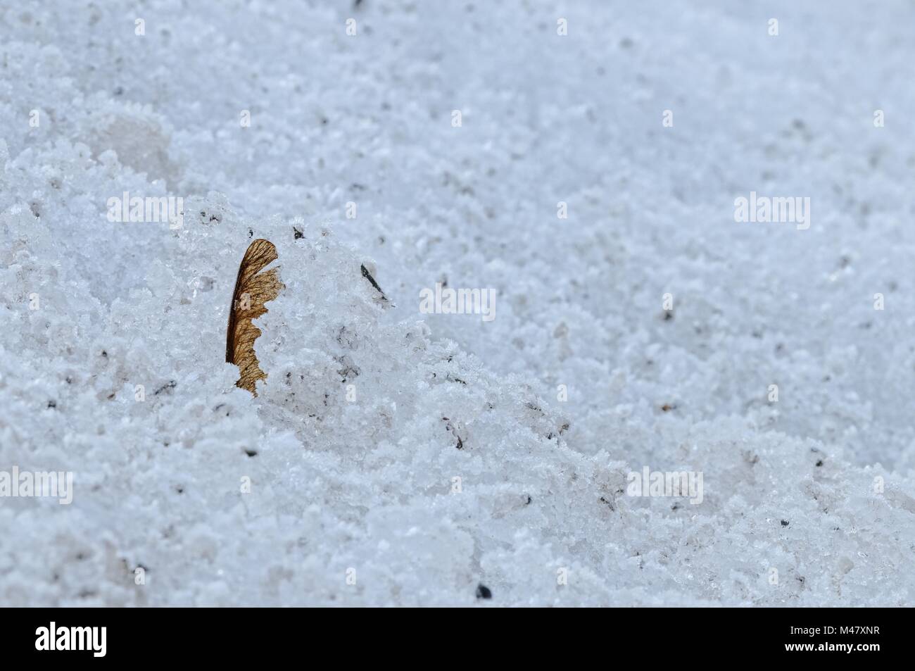 Frutto alato di acero semi nel deserto di neve Foto Stock