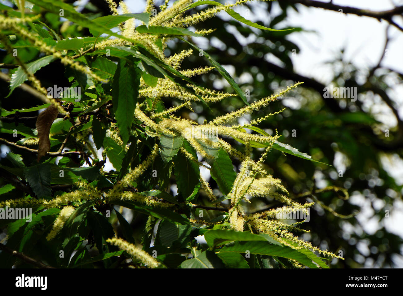 Edelkastanie (Castanea sativa), Auch Esskastanie Foto Stock