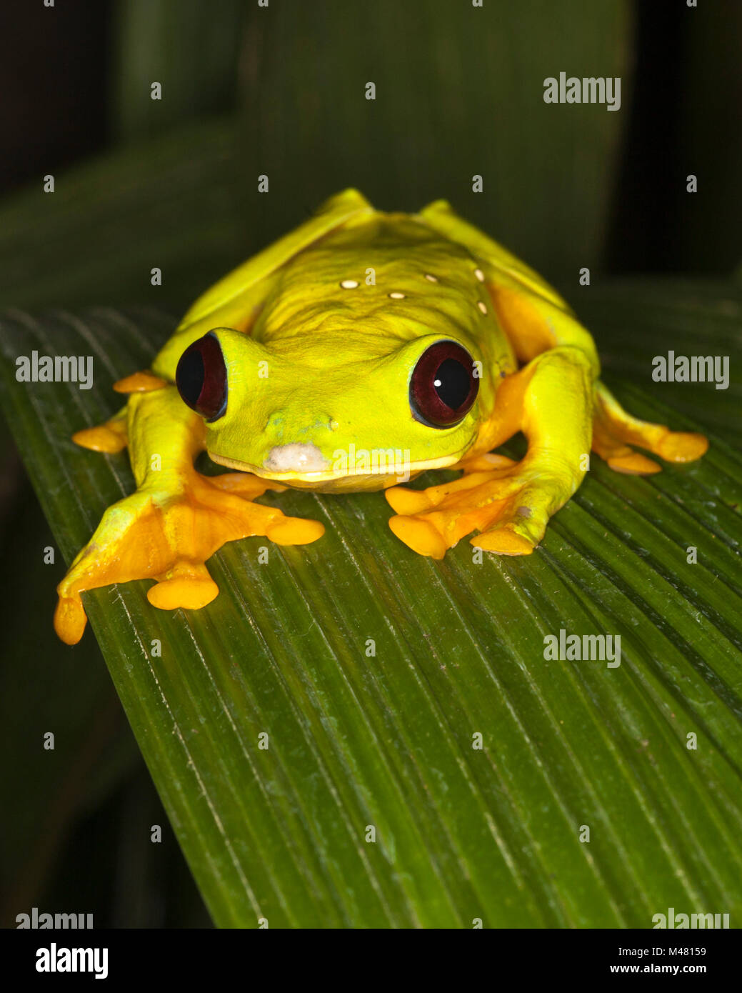 Deltaplano Treefrog, noto anche come Flying Leaf Frog o Spurrell's Leaf frog (Agalychnis spurrelli) su foglia Foto Stock