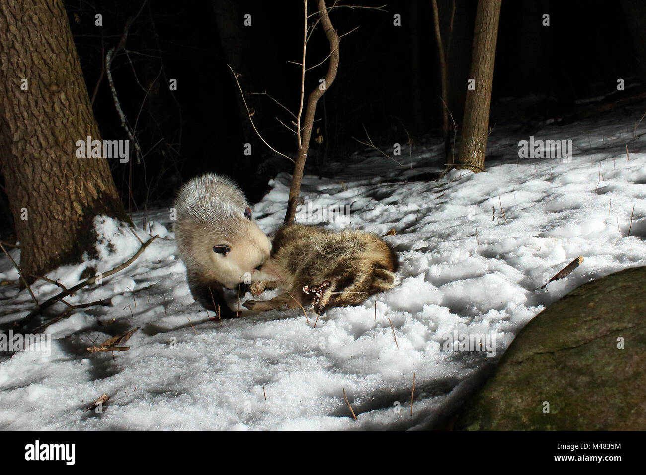 Un Virginia Opossum assaporerete un procione morto nei boschi di nord. Foto Stock