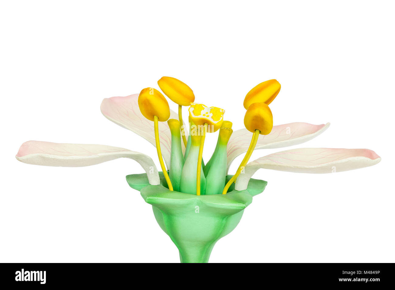 Modello di fiore con stami e pistilli su sfondo bianco Foto Stock
