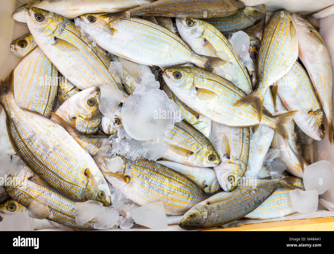 Molti piccoli catturati i pesci morti con ghiaccio sul mercato Foto Stock