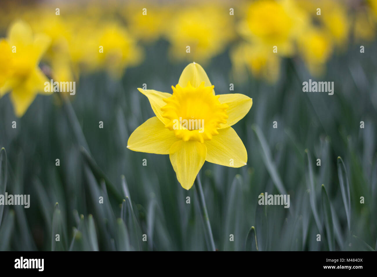 Giallo narciso, jonquil fiore in piedi fuori daffodil aiuola Foto Stock