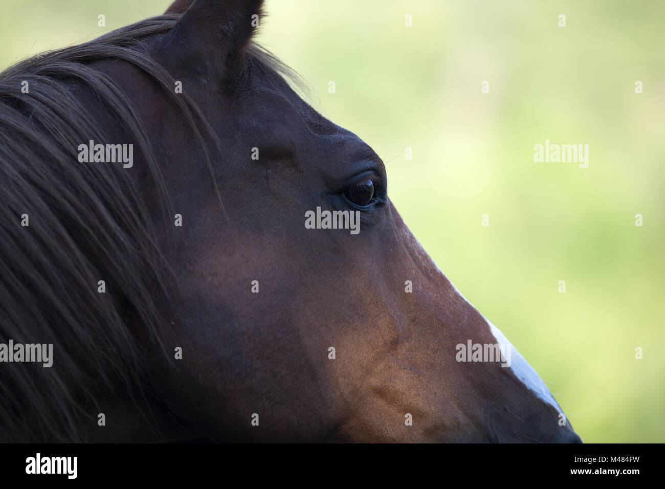 Cavalli viso vicino a occhio Foto Stock