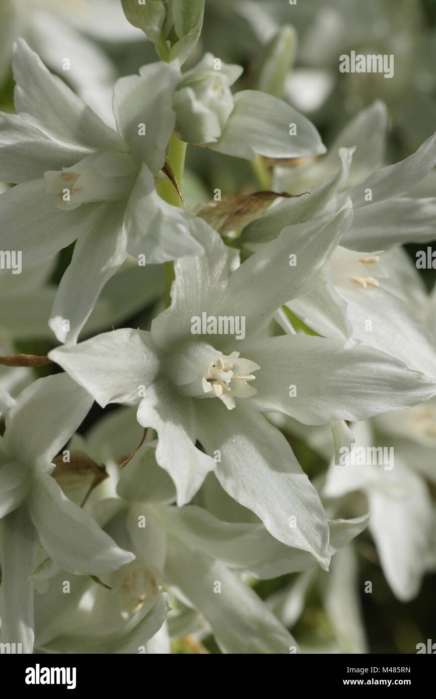 Ornithogalum nutans, depressione stella di Betlemme Foto Stock