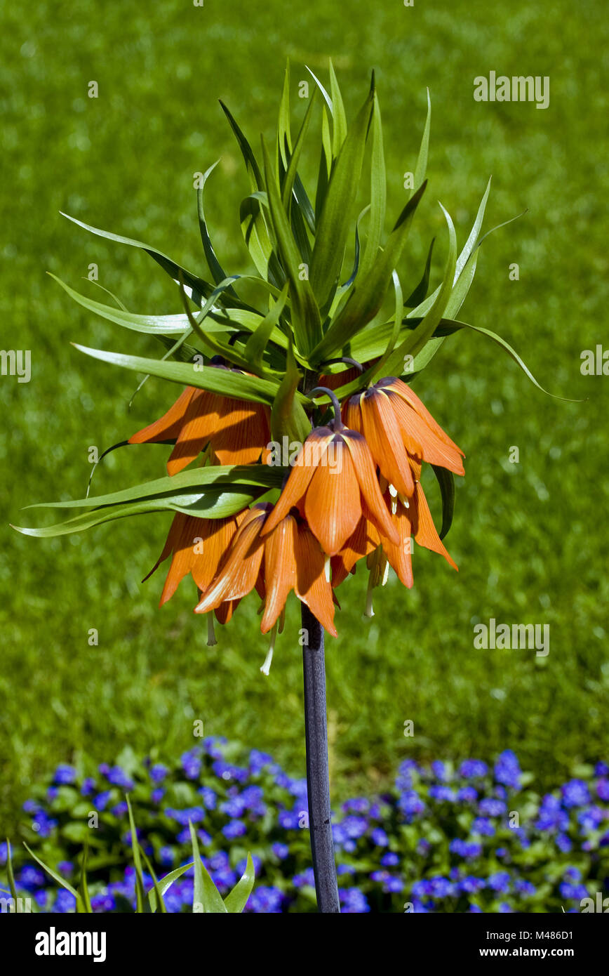 Crown giglio imperiale Fritillaria imperialis Foto Stock