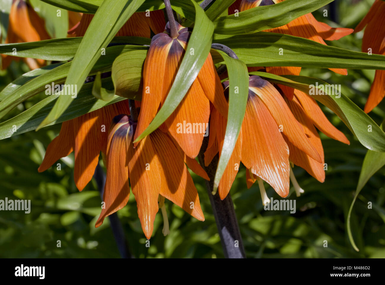 Crown giglio imperiale Fritillaria imperialis Foto Stock