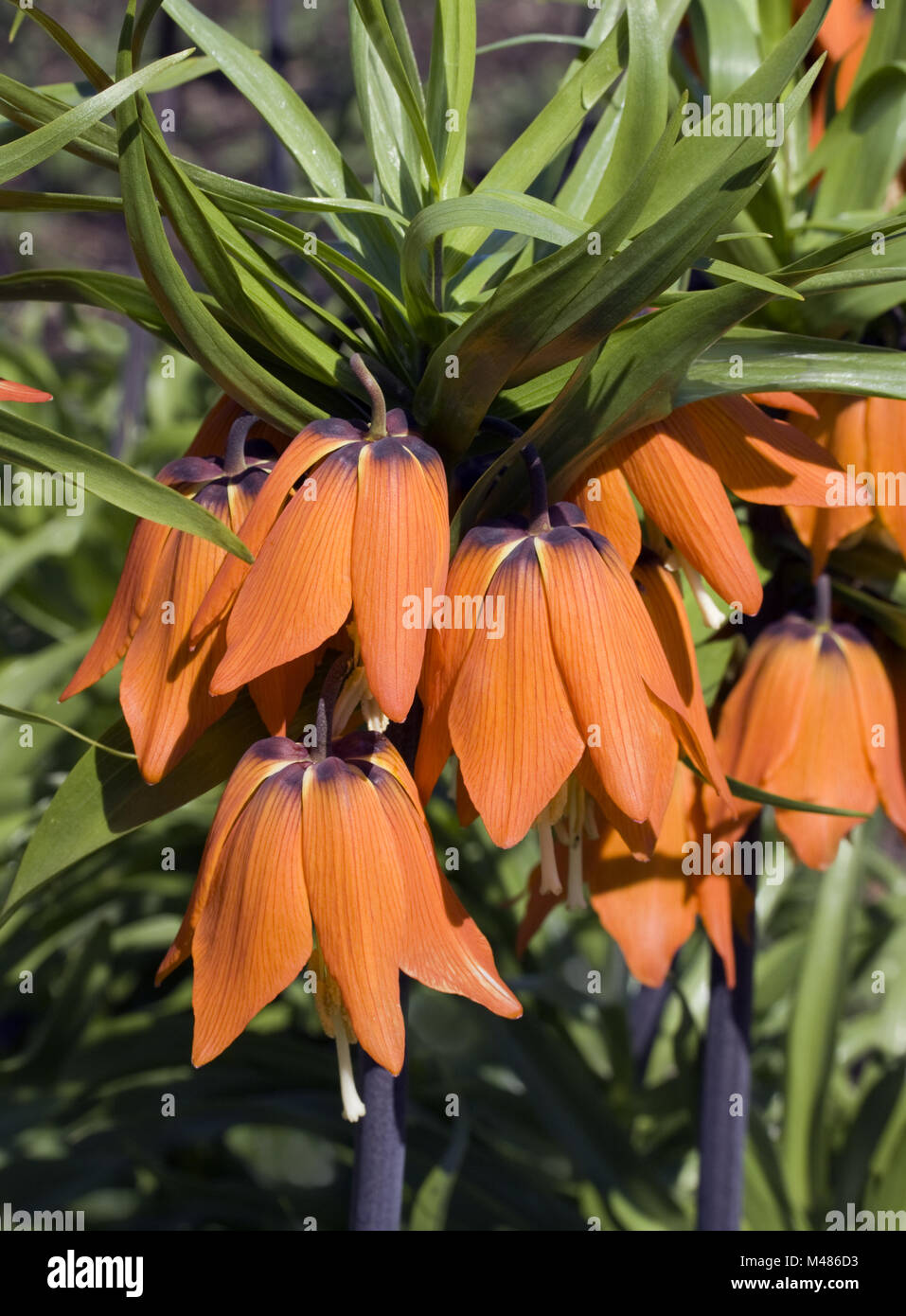 Crown giglio imperiale Fritillaria imperialis Foto Stock