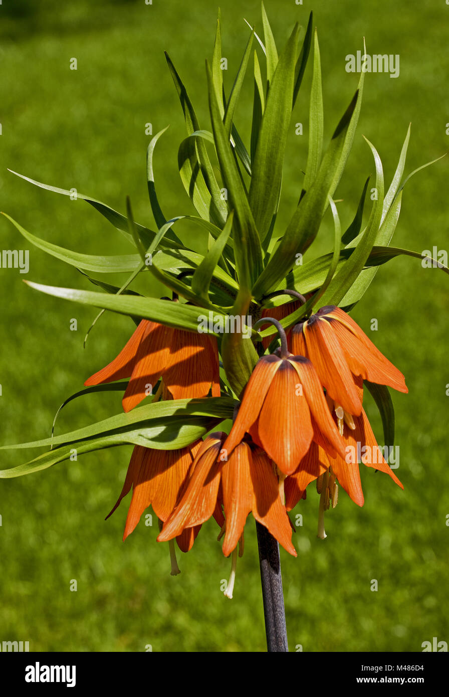 Crown giglio imperiale Fritillaria imperialis Foto Stock