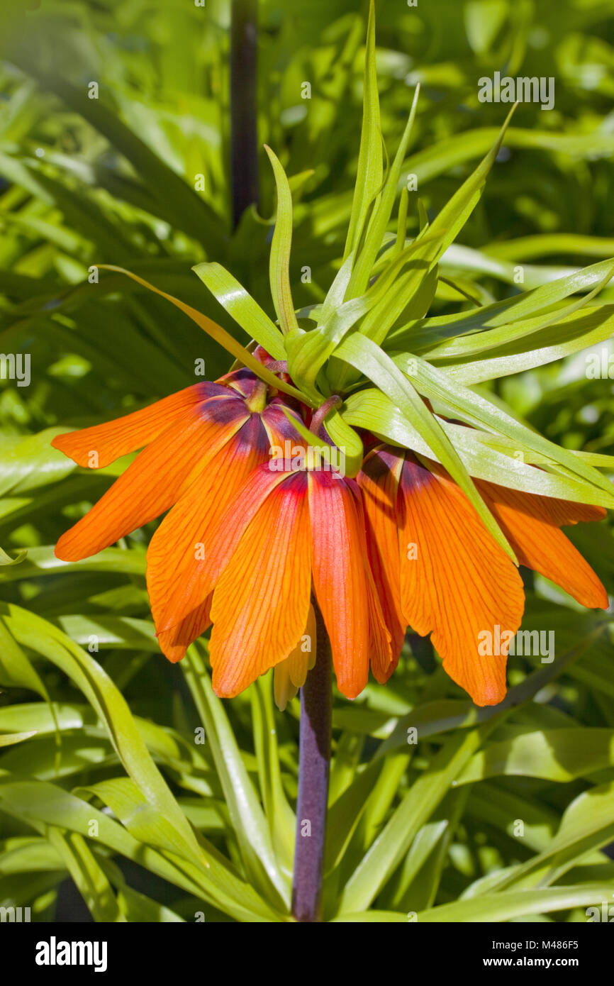 Crown giglio imperiale Fritillaria imperialis Foto Stock