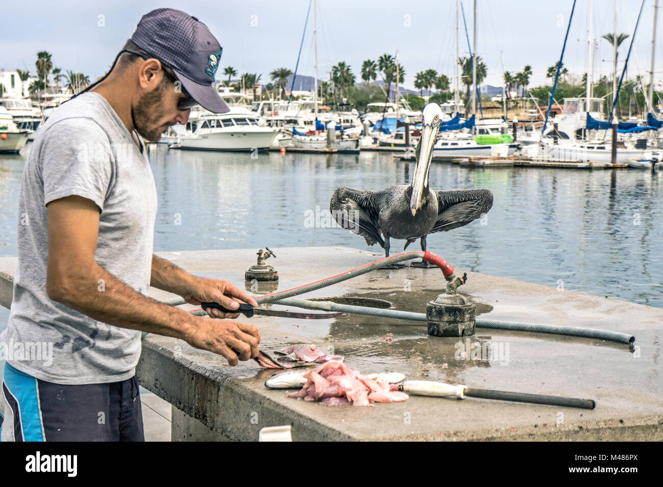 Cheeky Pellicano grigio ante piegato a metà si erge a bordo tabella di calcestruzzo bramante pila filetti dove crewman messicana dal lusso imbarcazione da diporto pulisce il pesce Foto Stock