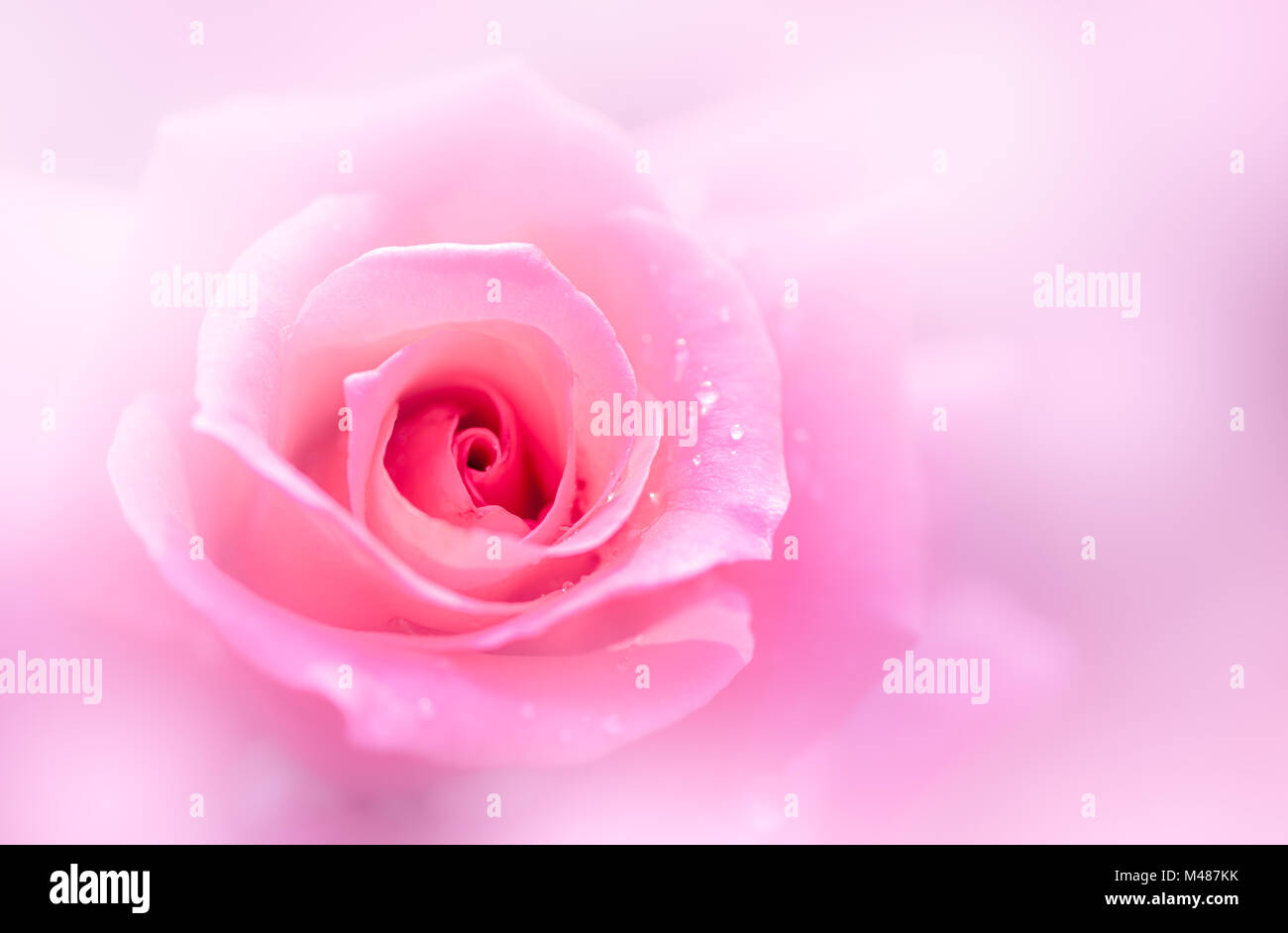 Close up di rosa fresca di fiori di rose di messa a fuoco selettiva, di amore e di concetto di san valentino Foto Stock