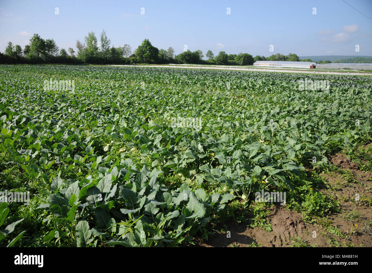 Brassica oleracea var. gongylodes, rapa tedesco Foto Stock