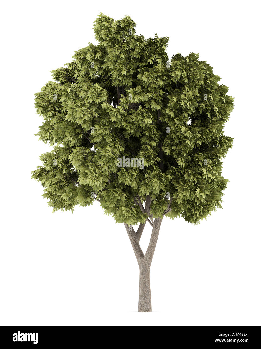 Acero di monte albero isolato su sfondo bianco Foto Stock