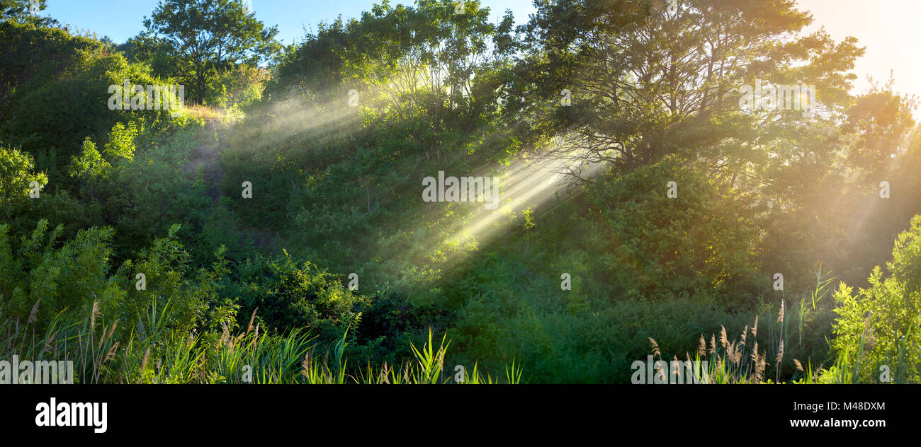 Travi che stanno facendo il modo attraverso il fogliame degli alberi, nebbia dissipa in legno Foto Stock