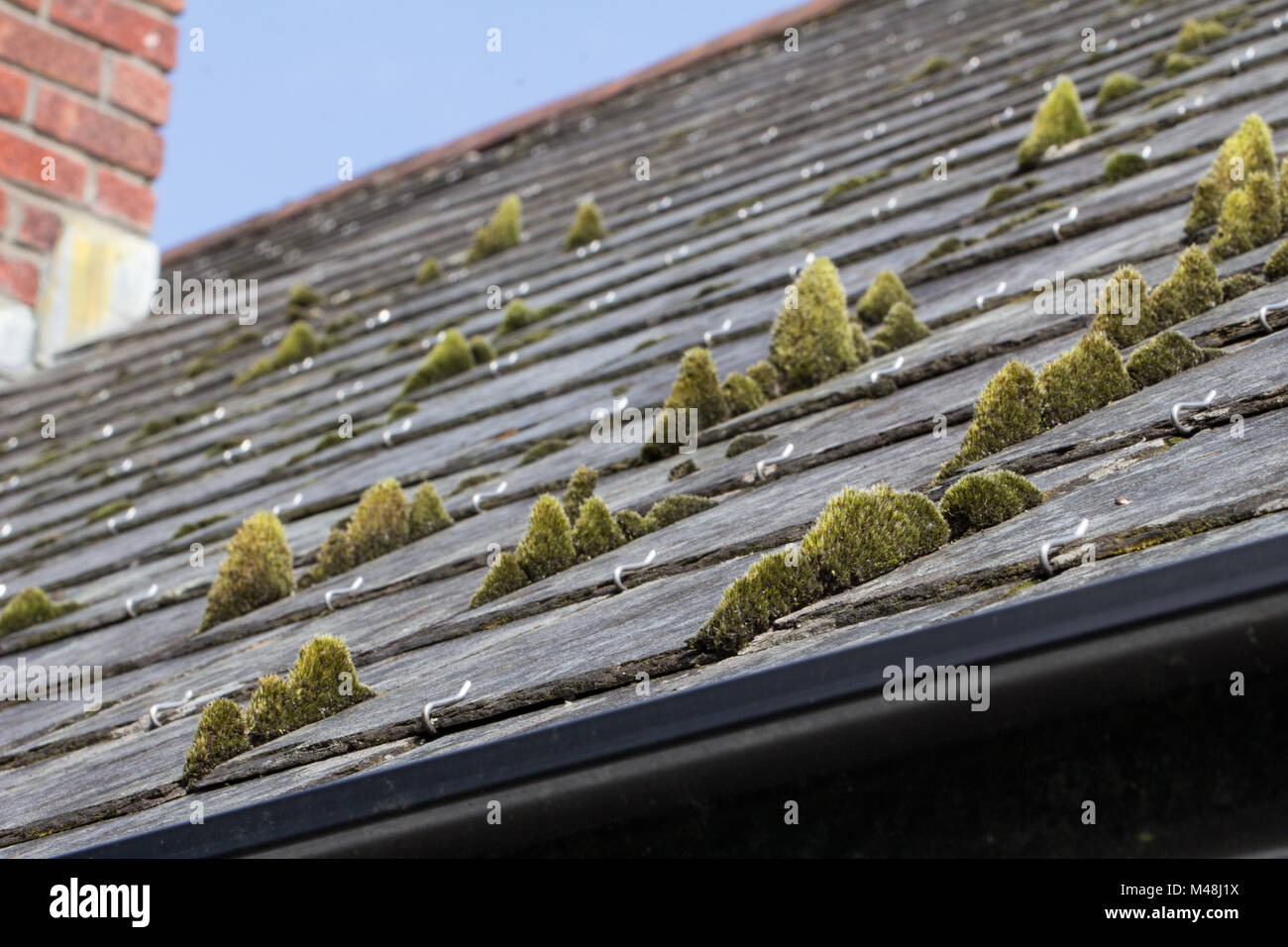 Il muschio verde sul tetto in ardesia piastrelle Foto Stock