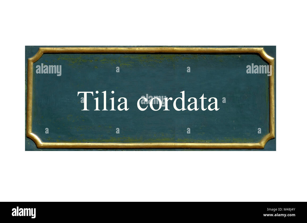 Scudo inverno linden, Tilia cordata, locale Dud Foto Stock