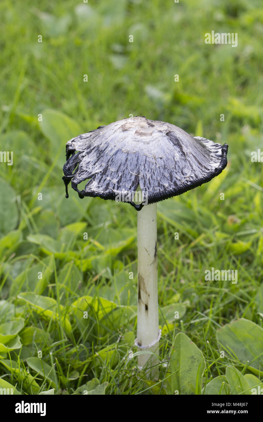 Shaggy copertura di inchiostro (o Coprinus comatus funghi) funghi commestibili Foto Stock