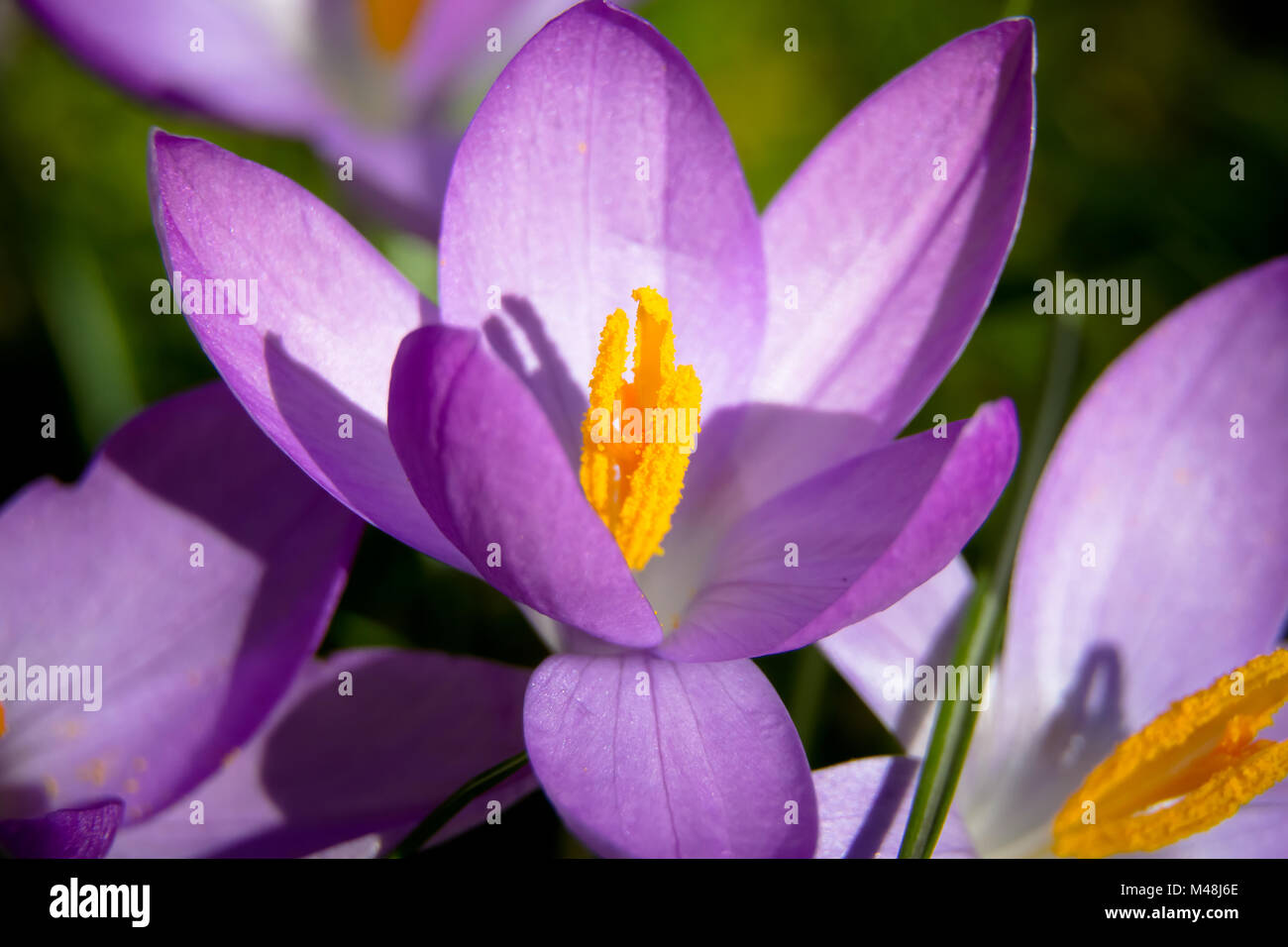 Molla fiore Crocus Foto Stock