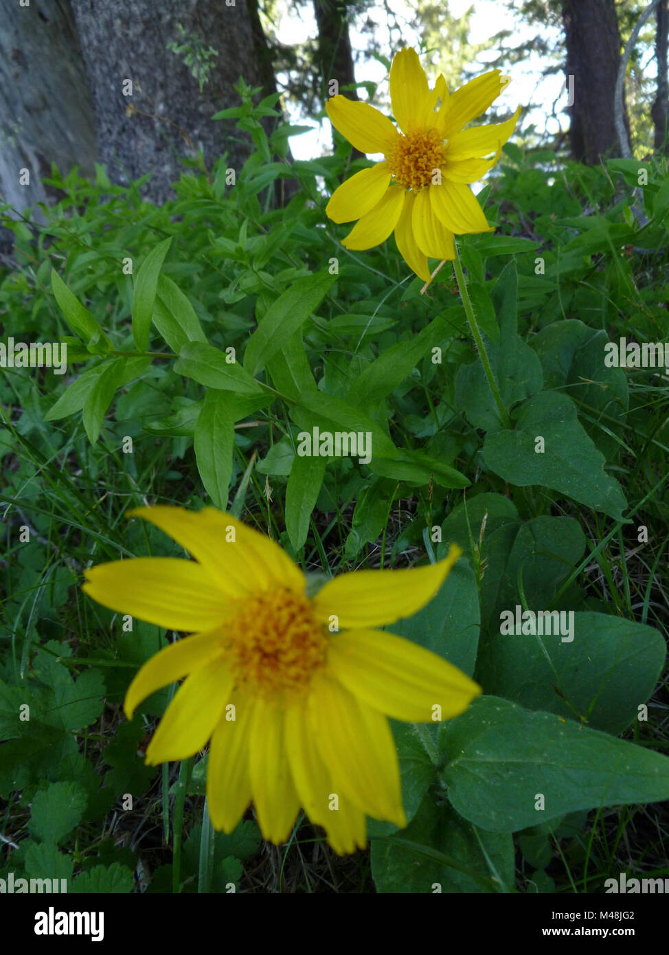 Un grande e luminoso membro della famiglia aster può essere trovato in alcuni Park Meadows. heartleaf arnica Foto Stock