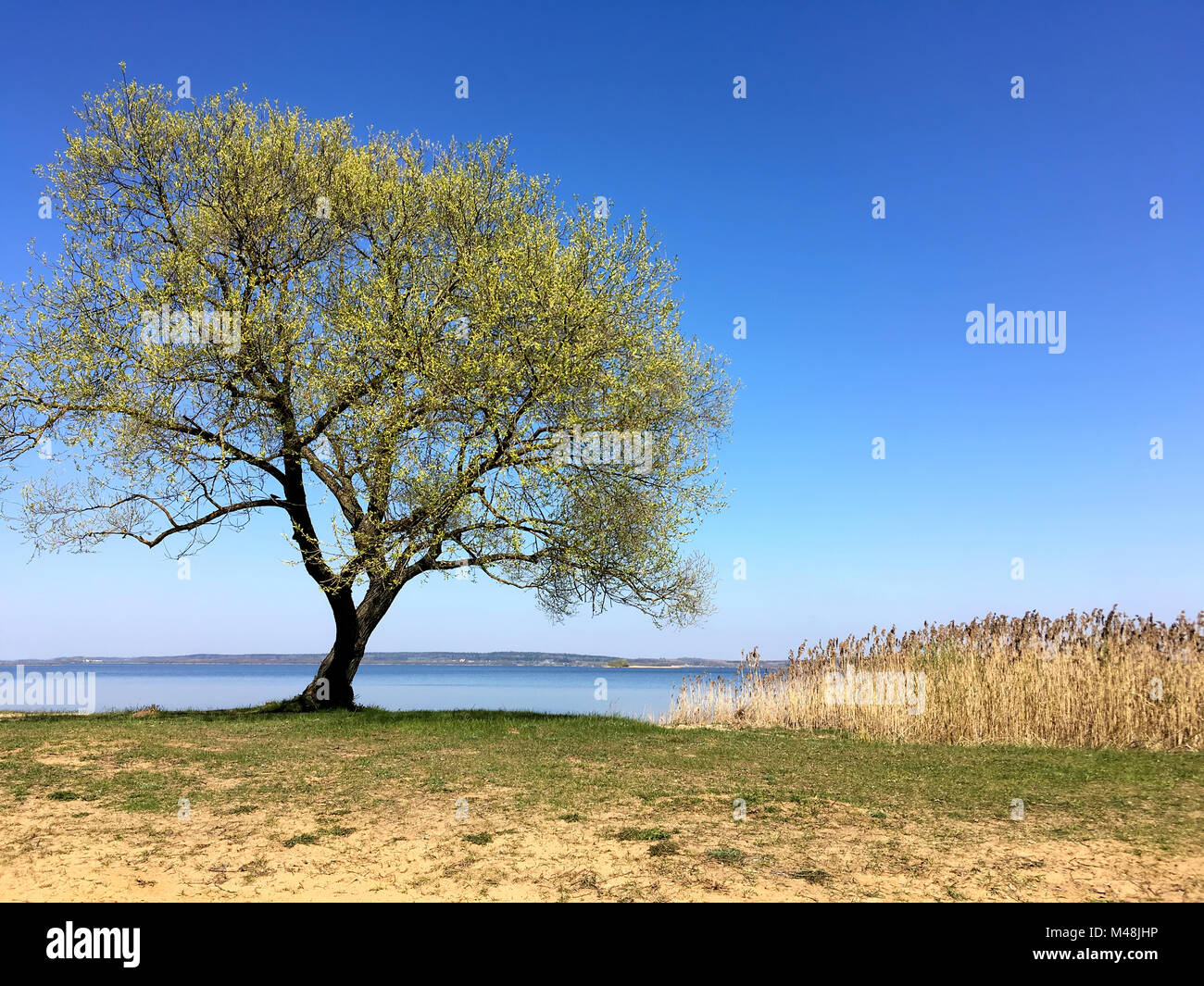 Paesaggio con albero e canna da zucchero sulla costa del lago Foto Stock