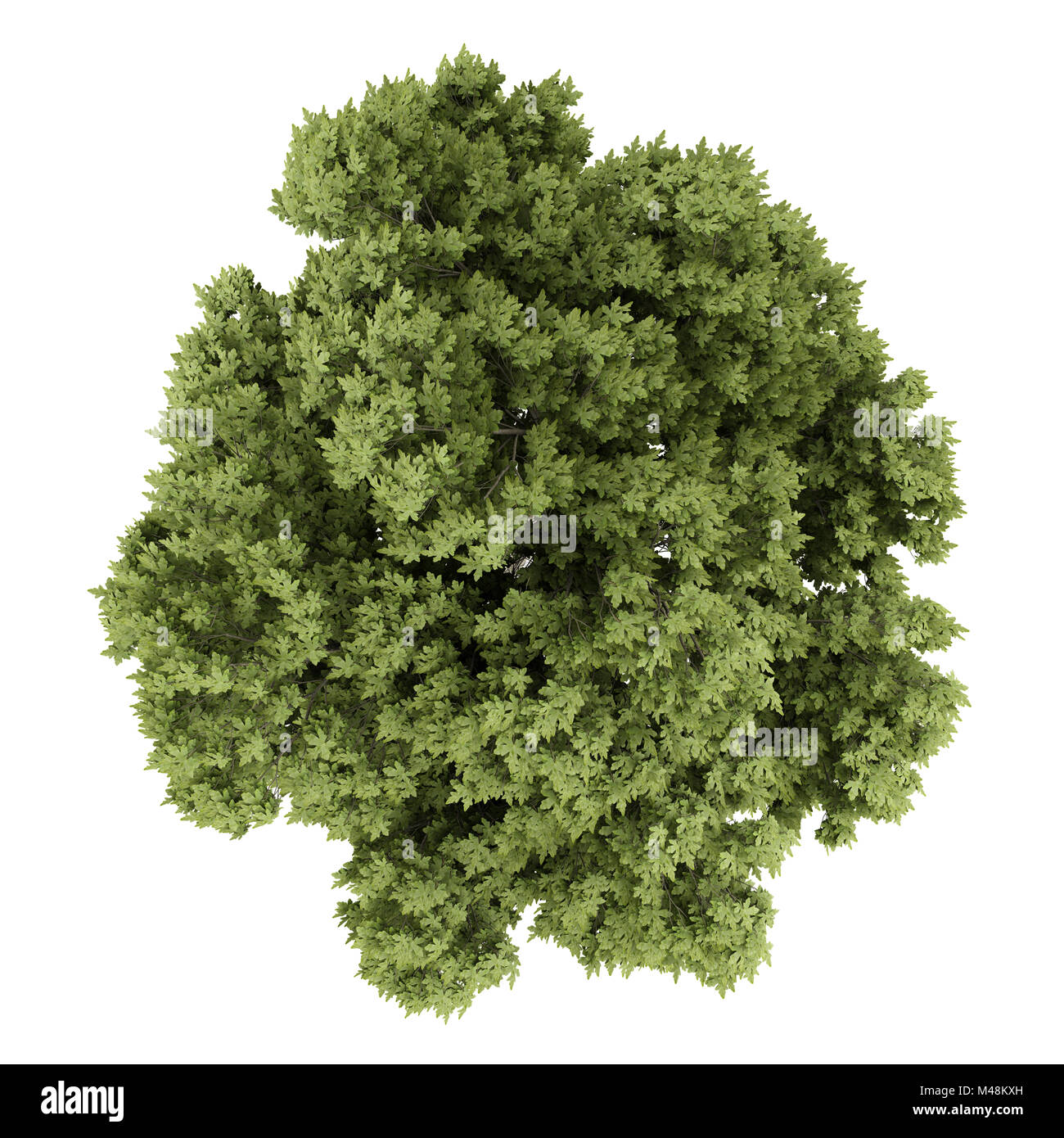 Vista superiore della austrian Oak tree isolati su sfondo bianco Foto Stock