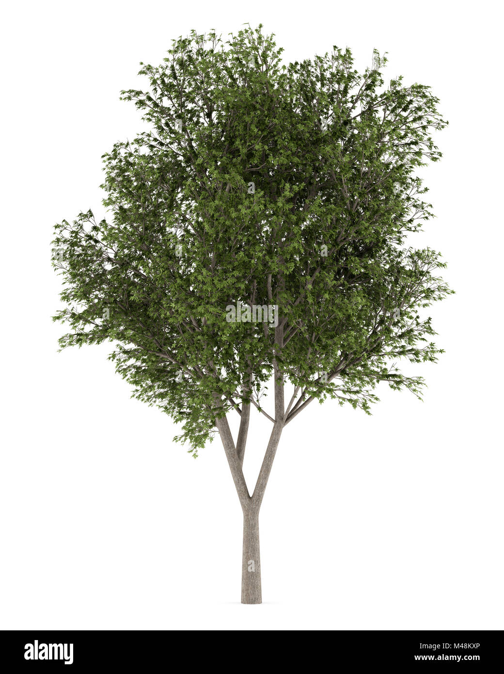 Austrian Oak tree isolati su sfondo bianco Foto Stock