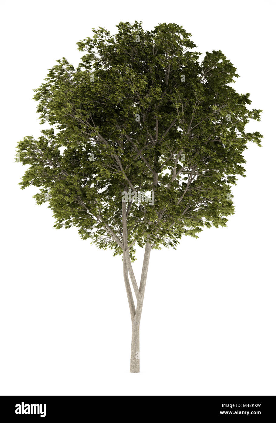 Austrian Oak tree isolati su sfondo bianco Foto Stock