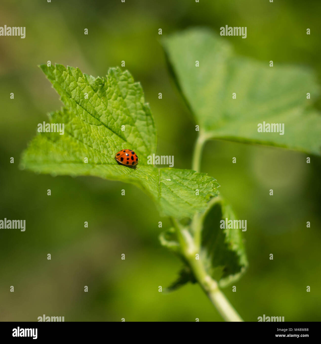 Ladybug 01 Foto Stock