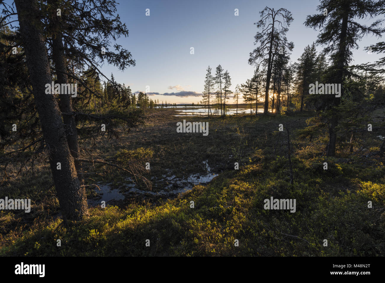 Atmosfera serale, Muddus National Park, Lapponia, Svezia Foto Stock