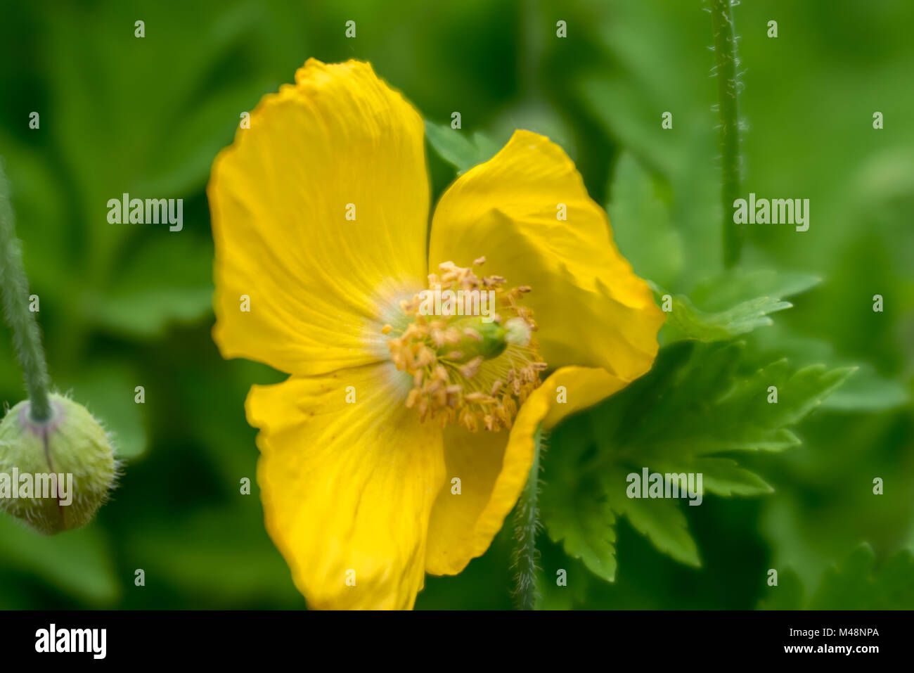 Giallo Islanda papavero Foto Stock