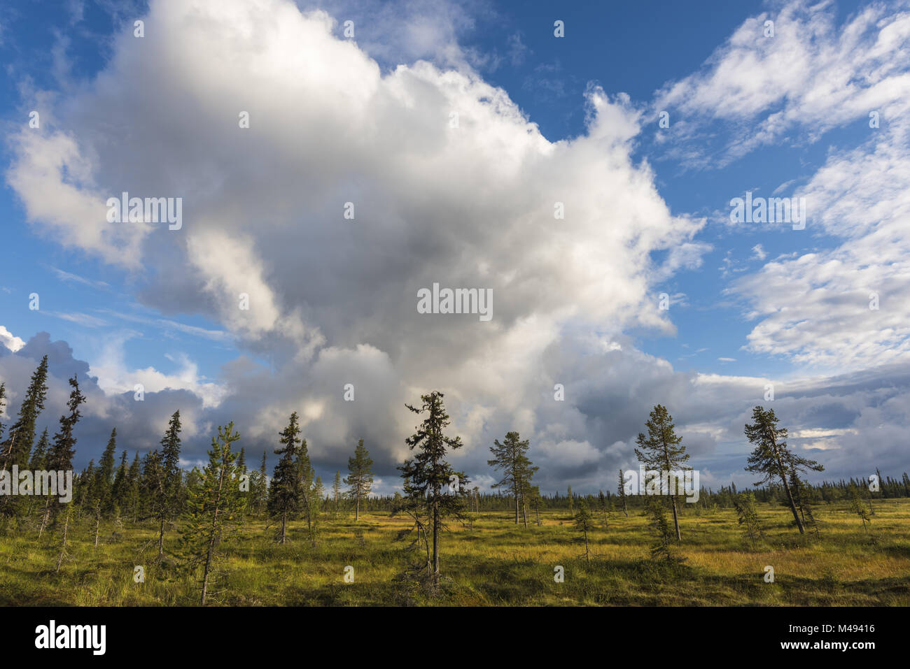 Atmosfera serale, Muddus National Park, Lapponia, Svezia Foto Stock