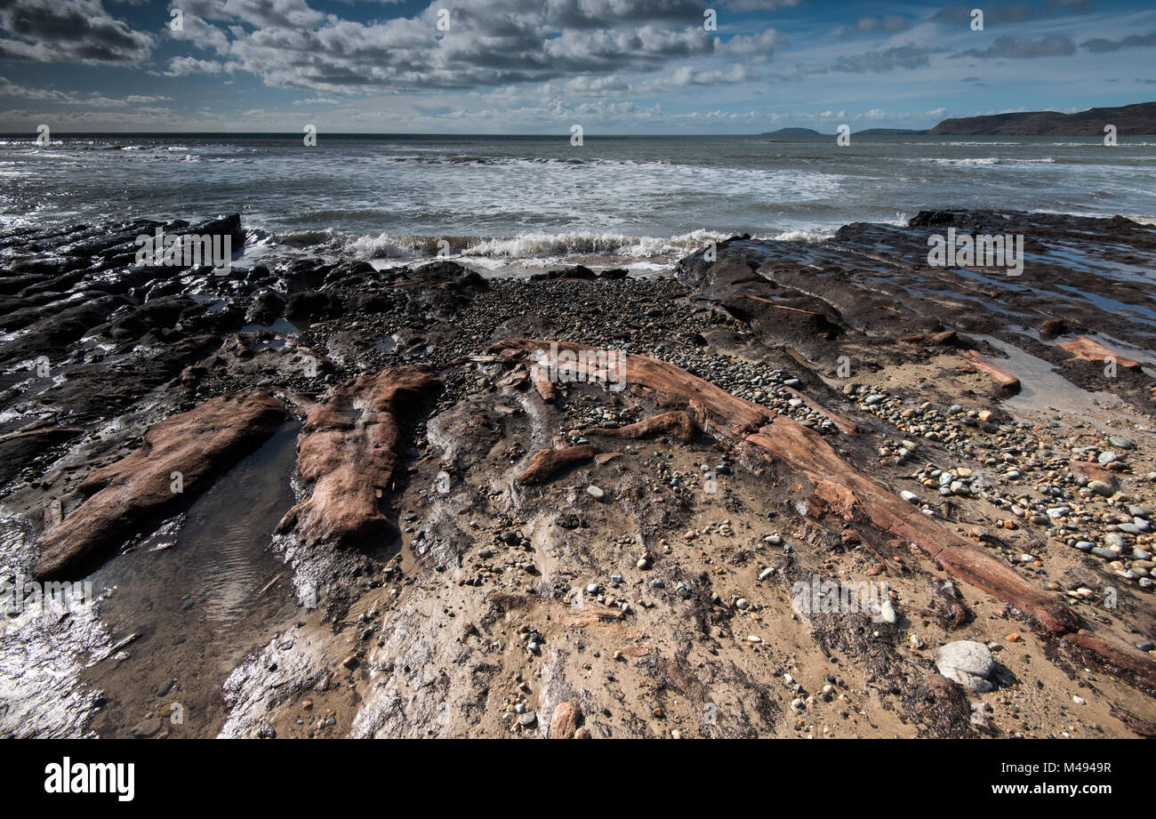 Parte di un sommerso Olocene foresta, ha rivelato dopo una tempesta di neve da sotto la sabbia a Hells bocca (Porth Neigwl), Abersoch Galles, UK Marzo 2014 Foto Stock