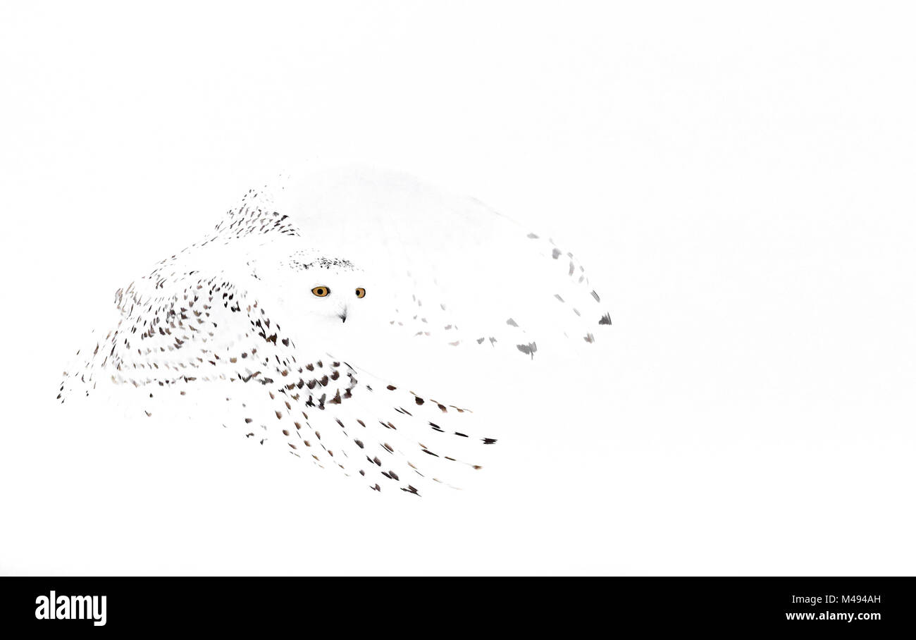 Civetta delle nevi (Bubo scandiaca) femmina in volo, Canada. Febbraio. Foto Stock