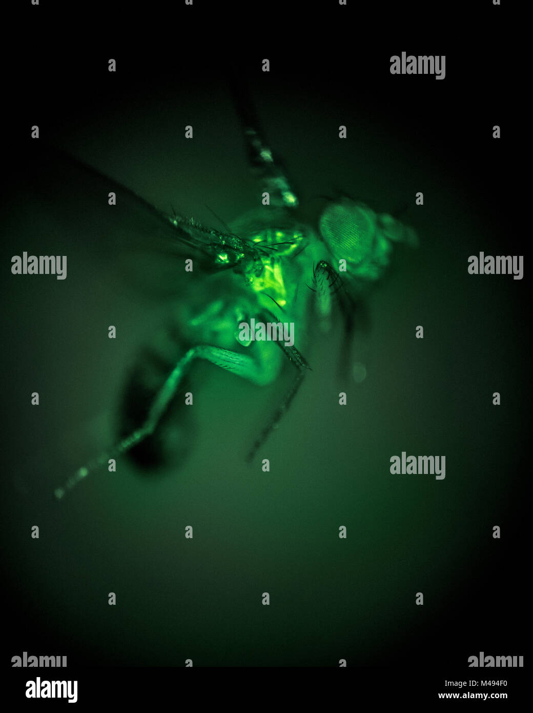 Velocità elevata esposizione di una mosca della frutta (Drosophila melanogaster) prelevata attraverso un microscopio. In questa immagine i muscoli di volo esprimono una proteine geneticamente ingegnerizzate GCaMP chiamato, che genera fluorescenza verde in presenza di ioni calcio. A causa della concentrazione di calcio aumenta in muscoli come essi sono attivati, la fluorescenza fornisce una misurazione diretta dell'attività muscolare. Istituto di Tecnologia della California, USA, dicembre 2016. Foto Stock