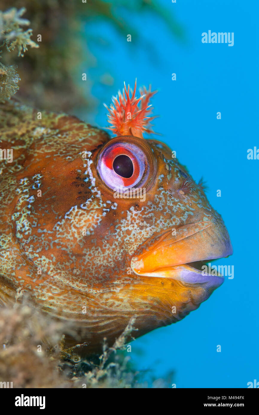 Tompot bavose (Parablennius gattorugine) maschio coetanei al di fuori della sua tana, in gamba di Swanage Pier, Swanage, Dorset, Regno Unito, canale inglese, Agosto Foto Stock