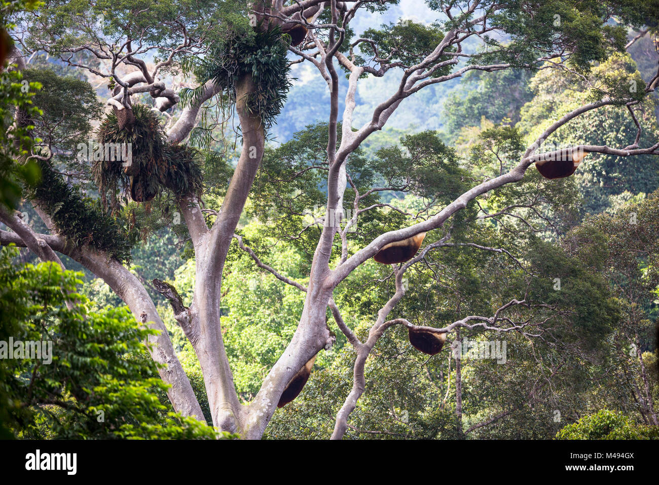 Giant miele nido di api (Apis dorsata) fino in un gigante Mengaris tree (Koompassia excelsa) dipterocarp nella foresta di Danum Valley, Sabah Borneo Malese. Foto Stock