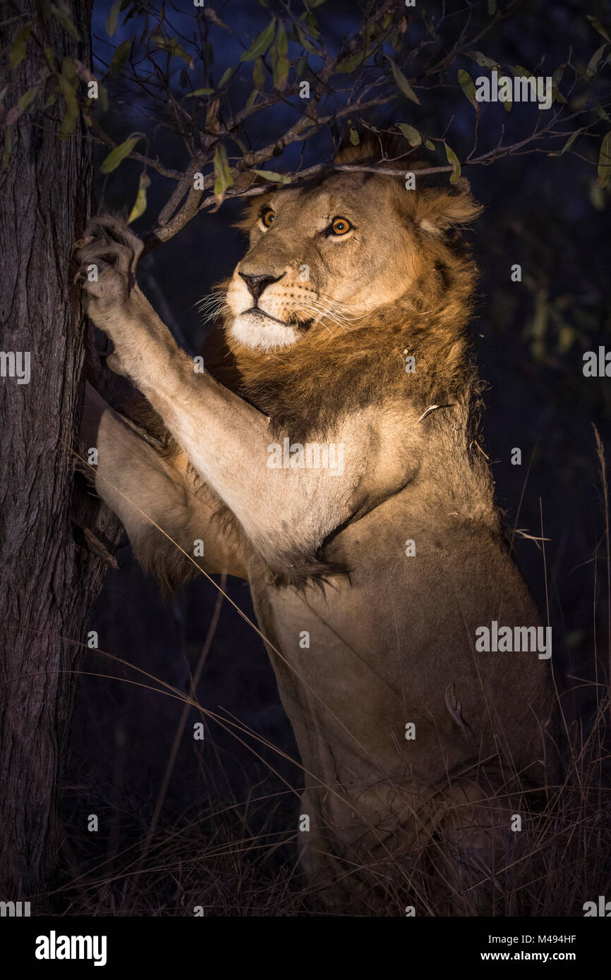 Lion (Panthera leo) maschio affilare gli artigli in un albero di notte, Sabi Sand Game Reserve, Sud Africa. Foto Stock