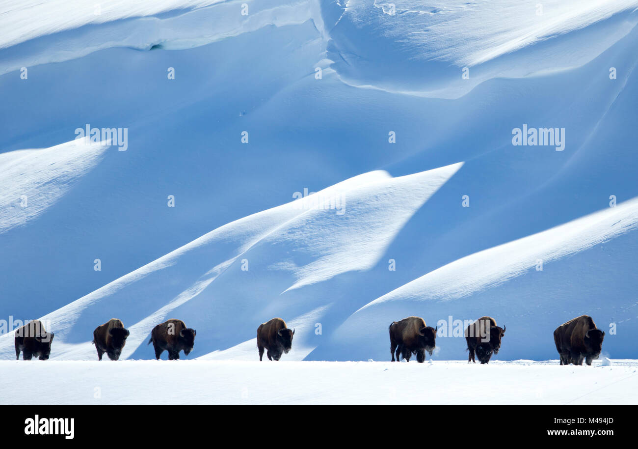 (Bison bison bison) allevamento a piedi in linea nella neve, il Parco Nazionale di Yellowstone, Wyoming negli Stati Uniti, febbraio Foto Stock