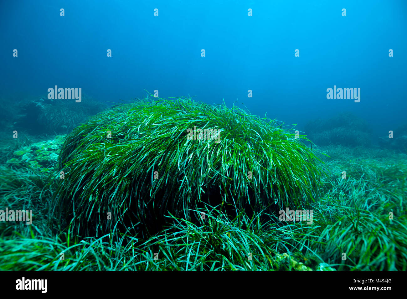 Nettuno letto di erba (Posidonia oceanica), mare Mediterraneo. Foto Stock
