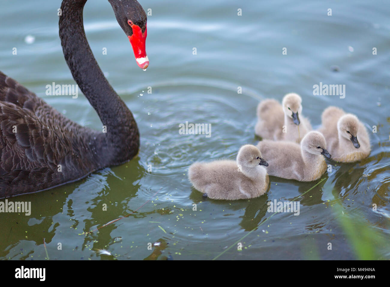 Australian cigni neri e prestampati nel parco Foto Stock