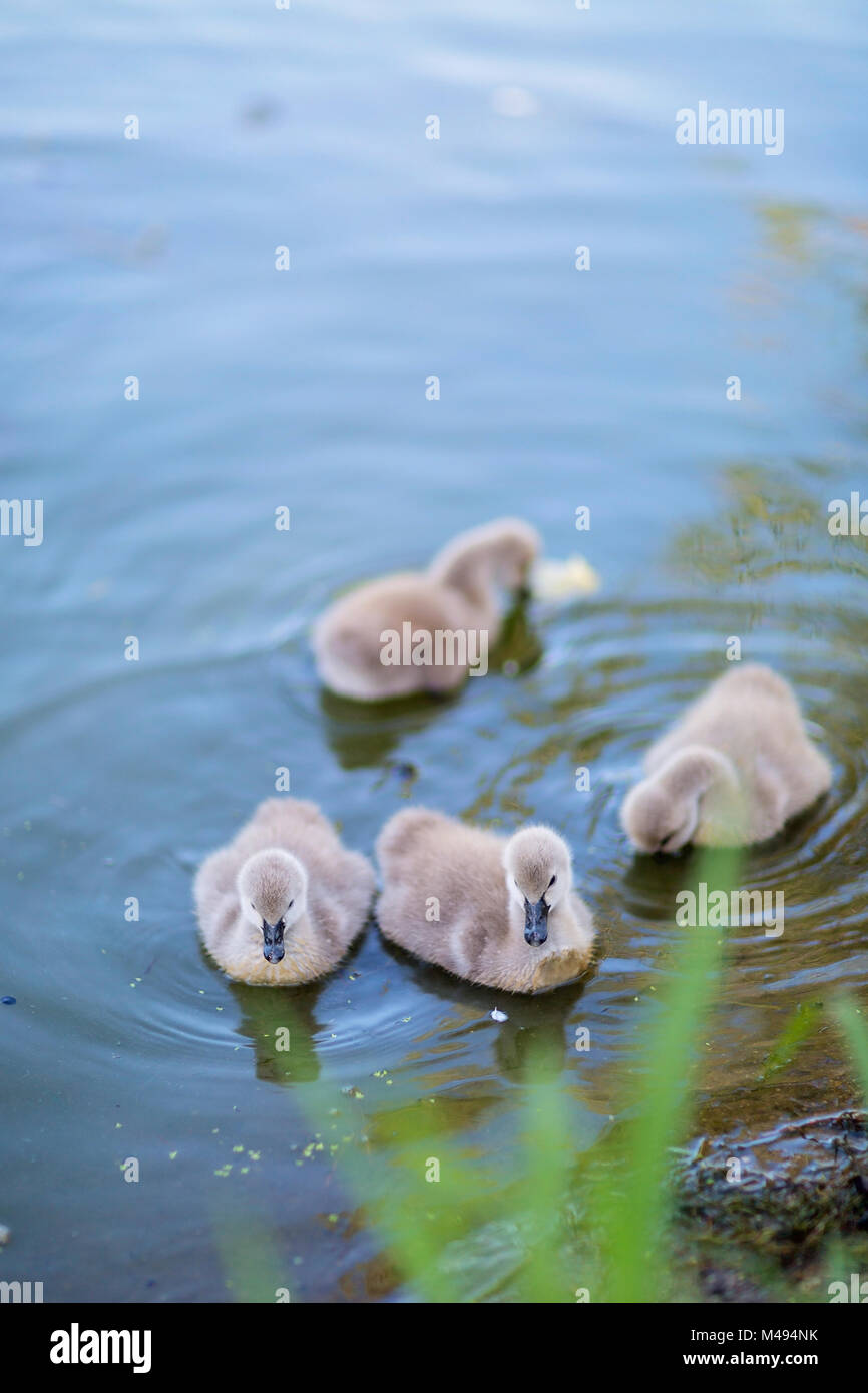 Australian cigni neri e prestampati nel parco Foto Stock