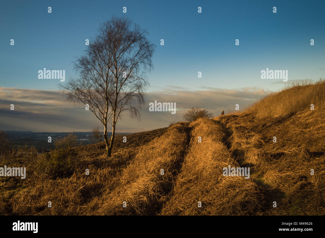 Lone argento betulla nel tardo pomeriggio di sole invernale. Foto Stock