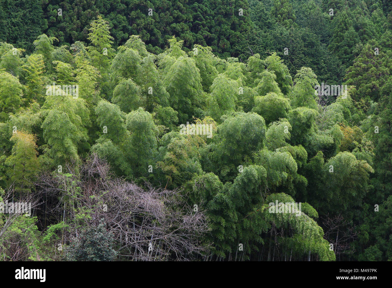 Giappone - Boschetto di bambù in Kiso valley (Prefettura di Gifu). Paesaggio naturale. Foto Stock
