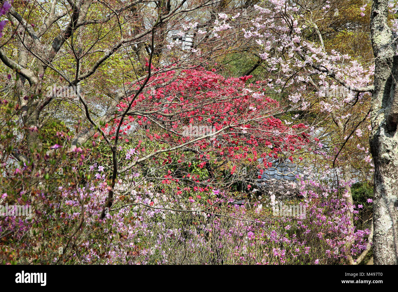 Kyoto, Giappone - Tenryuji Giardino del Tempio in Arashiyama. UNESCO - Sito Patrimonio dell'umanità. Foto Stock