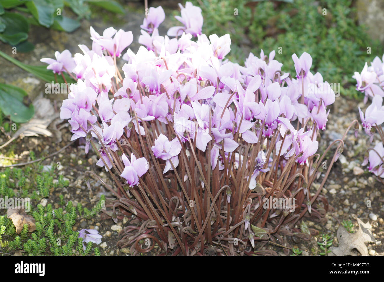 Ciclamino hederifolium, edera-lasciava persiano di violetta Foto Stock
